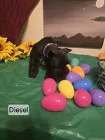 Akc Diesel, a male Miniature Schnauzer for sale in Neosho, MO – Photo 2 of 7