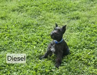 Akc Diesel, a male Miniature Schnauzer for sale in Neosho, MO – Photo 3 of 9
