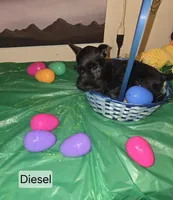 Akc Diesel, a male Miniature Schnauzer for sale in Neosho, MO – Photo 7 of 7