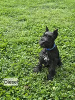 Akc Diesel, a male Miniature Schnauzer for sale in Neosho, MO – Photo 2 of 9