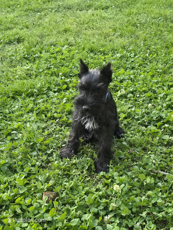 Akc Diesel – Miniature Schnauzer puppy for sale in Neosho, MO
