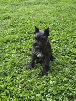 Akc Diesel, a male Miniature Schnauzer for sale in Neosho, MO – Photo 1 of 9