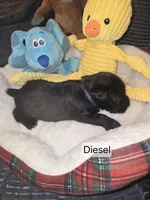 Akc Diesel, a male Miniature Schnauzer for sale in Neosho, MO – Photo 2 of 4