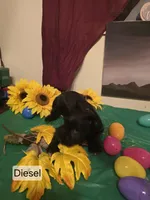 Akc Diesel, a male Miniature Schnauzer for sale in Neosho, MO – Photo 6 of 7