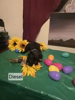 Akc Diesel, a male Miniature Schnauzer for sale in Neosho, MO – Photo 5 of 7