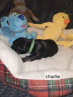 Akc Charlie, a male Miniature Schnauzer for sale in Neosho, MO – Photo 1 of 5