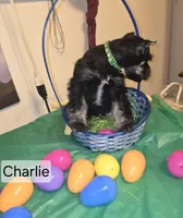 Akc Charlie, a male Miniature Schnauzer for sale in Neosho, MO – Photo 2 of 7