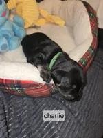 Akc Charlie, a male Miniature Schnauzer for sale in Neosho, MO – Photo 4 of 5