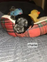 Akc Charlie, a male Miniature Schnauzer for sale in Neosho, MO – Photo 5 of 5