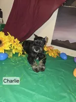 Akc Charlie, a male Miniature Schnauzer for sale in Neosho, MO – Photo 3 of 7