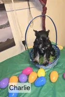 Akc Charlie, a male Miniature Schnauzer for sale in Neosho, MO – Photo 4 of 7