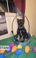 Akc Charlie, a male Miniature Schnauzer for sale in Neosho, MO – Photo 1 of 7