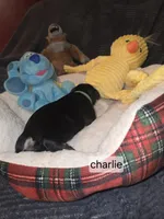 Akc Charlie, a male Miniature Schnauzer for sale in Neosho, MO – Photo 2 of 5