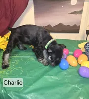 Akc Charlie, a male Miniature Schnauzer for sale in Neosho, MO – Photo 7 of 7