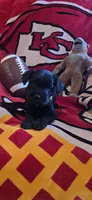 Akc Bella, a female Miniature Schnauzer for sale in Neosho, MO – 2 of 6