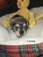Akc Carlee, a female Miniature Schnauzer for sale in Neosho, MO – Photo 3 of 5