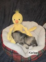 Akc Carlee, a female Miniature Schnauzer for sale in Neosho, MO – Photo 4 of 5