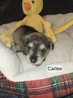 Akc Carlee, a female Miniature Schnauzer for sale in Neosho, MO – Photo 2 of 5