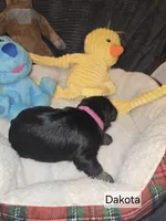 Akc Dakota, a female Miniature Schnauzer for sale in Neosho, MO – Photo 6 of 7