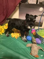 Akc Dakota, a female Miniature Schnauzer for sale in Neosho, MO – Photo 2 of 8