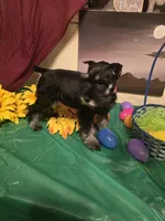 Akc Dakota, a female Miniature Schnauzer for sale in Neosho, MO – Photo 4 of 8