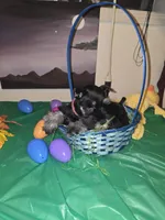 Akc Dakota, a female Miniature Schnauzer for sale in Neosho, MO – Photo 8 of 8