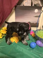Akc Dakota, a female Miniature Schnauzer for sale in Neosho, MO – Photo 7 of 8