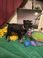 Akc Dakota, a female Miniature Schnauzer for sale in Neosho, MO – Photo 5 of 8