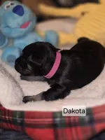 Akc Dakota, a female Miniature Schnauzer for sale in Neosho, MO – Photo 2 of 7