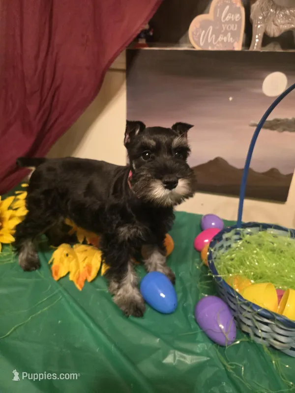 Akc Dakota – Miniature Schnauzer puppy for sale in Neosho, MO