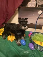 Akc Dakota, a female Miniature Schnauzer for sale in Neosho, MO – Photo 1 of 8