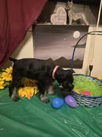 Akc Dakota, a female Miniature Schnauzer for sale in Neosho, MO – Photo 3 of 8