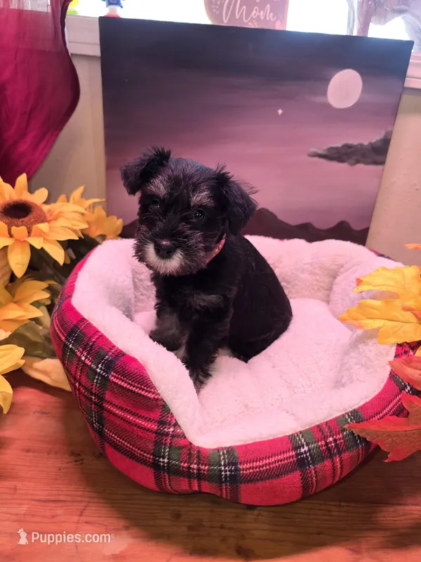 Akc Dakota – Miniature Schnauzer puppy for sale in Neosho, MO