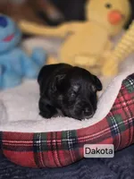 Akc Dakota, a female Miniature Schnauzer for sale in Neosho, MO – Photo 3 of 7