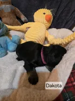 Akc Dakota, a female Miniature Schnauzer for sale in Neosho, MO – Photo 5 of 7