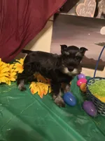 Akc Dakota, a female Miniature Schnauzer for sale in Neosho, MO – Photo 6 of 8