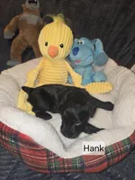 Akc Hank, a male Miniature Schnauzer for sale in Neosho, MO – Photo 5 of 7