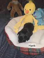 Akc Hank, a male Miniature Schnauzer for sale in Neosho, MO – Photo 2 of 7