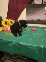 Akc Hank, a male Miniature Schnauzer for sale in Neosho, MO – Photo 5 of 8