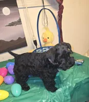 Akc Hank, a male Miniature Schnauzer for sale in Neosho, MO – Photo 3 of 8