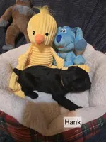 Akc Hank, a male Miniature Schnauzer for sale in Neosho, MO – Photo 6 of 7