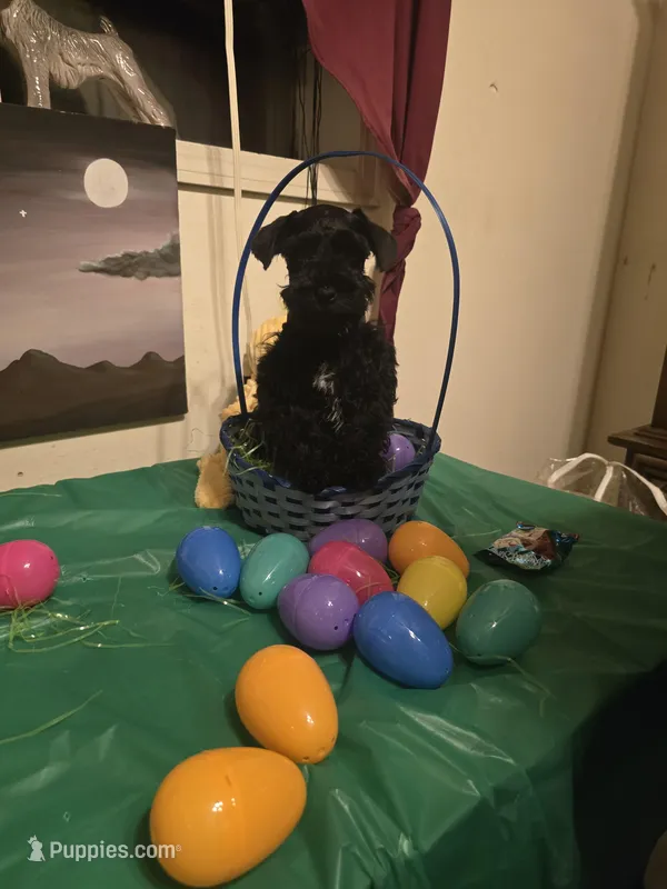 Akc Hank – Miniature Schnauzer puppy for sale in Neosho, MO