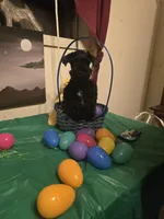 Akc Hank, a male Miniature Schnauzer for sale in Neosho, MO – Photo 1 of 8