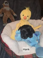 Akc Hank, a male Miniature Schnauzer for sale in Neosho, MO – Photo 3 of 7