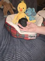 Akc Hank, a male Miniature Schnauzer for sale in Neosho, MO – Photo 7 of 7