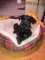 Akc Hank, a male Miniature Schnauzer for sale in Neosho, MO – Photo 7 of 8