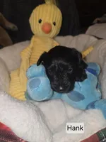 Akc Hank, a male Miniature Schnauzer for sale in Neosho, MO – Photo 1 of 7