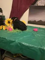 Akc Hank, a male Miniature Schnauzer for sale in Neosho, MO – Photo 4 of 8