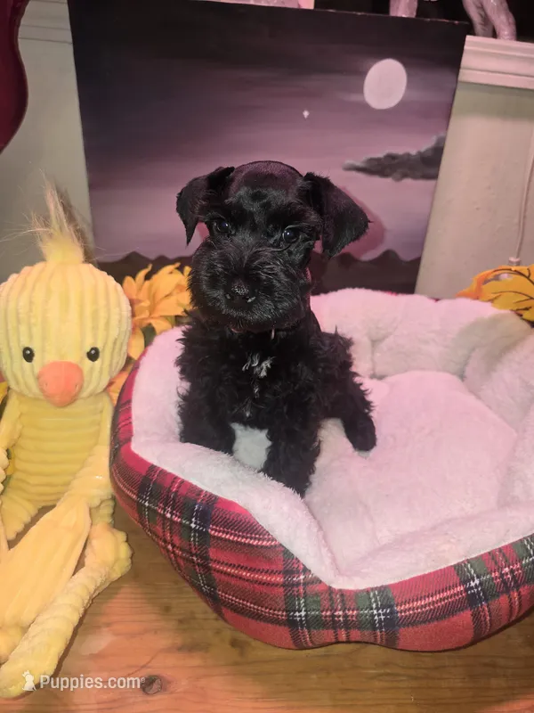 Akc Hank – Miniature Schnauzer puppy for sale in Neosho, MO