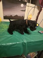 Akc Hank, a male Miniature Schnauzer for sale in Neosho, MO – Photo 2 of 8